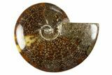 Polished Cretaceous Ammonite (Cleoniceras) Fossil - Madagascar #303952-1